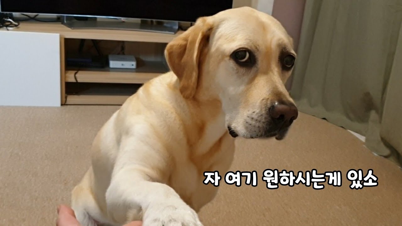 볼일다보고 아쉬운게 없어지니 콧방귀 뀌며 사람 쌩까는 리트리버