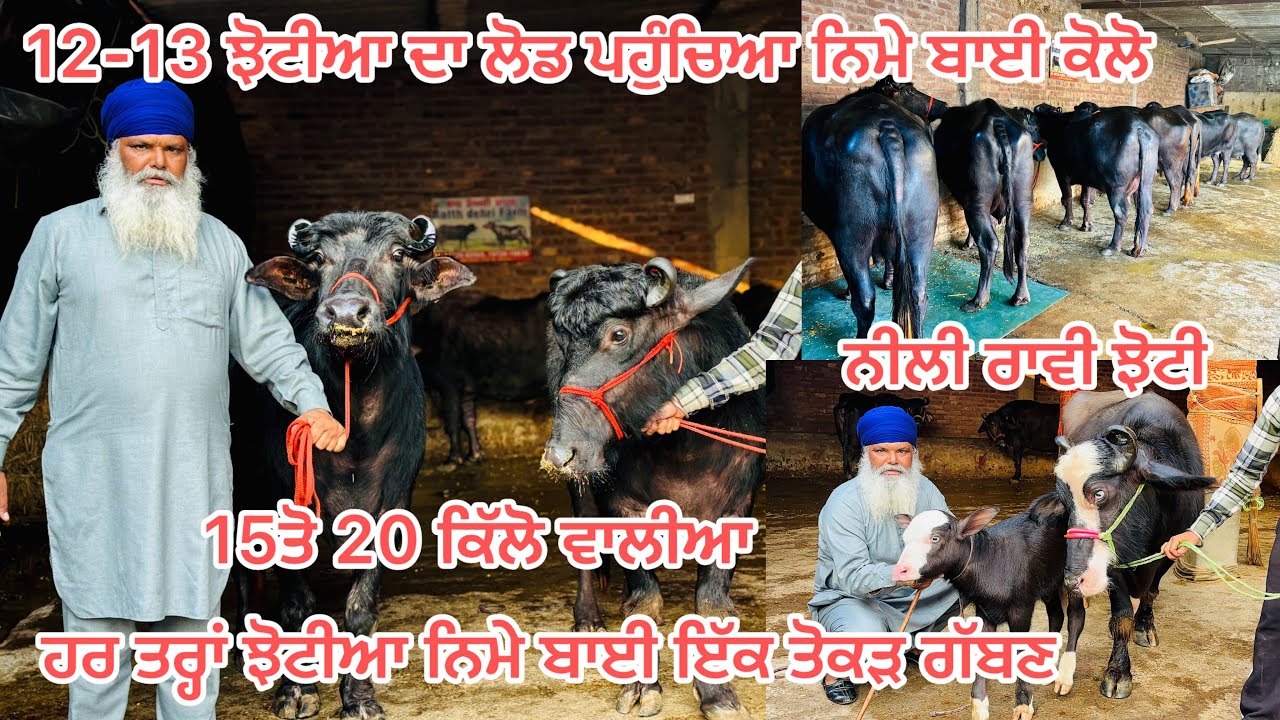 17 ਫ਼ਰਵਰੀ 2026📞8872962965 ਇੱਕ ਤੋਕੜ ਗੱਬਣ ਤੇ ਨੀਲੀ ਰਾਵੀ ਝੋਟੀ#baffalo #farming #cow 