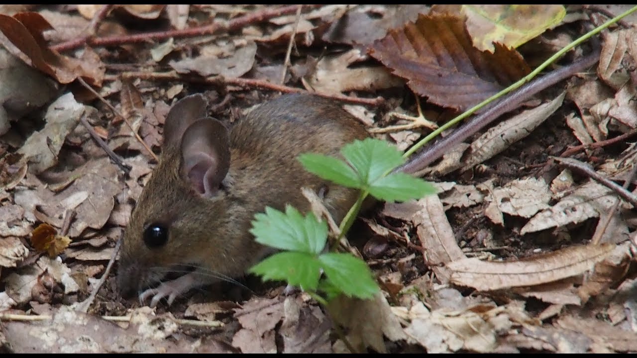 Woodmouse