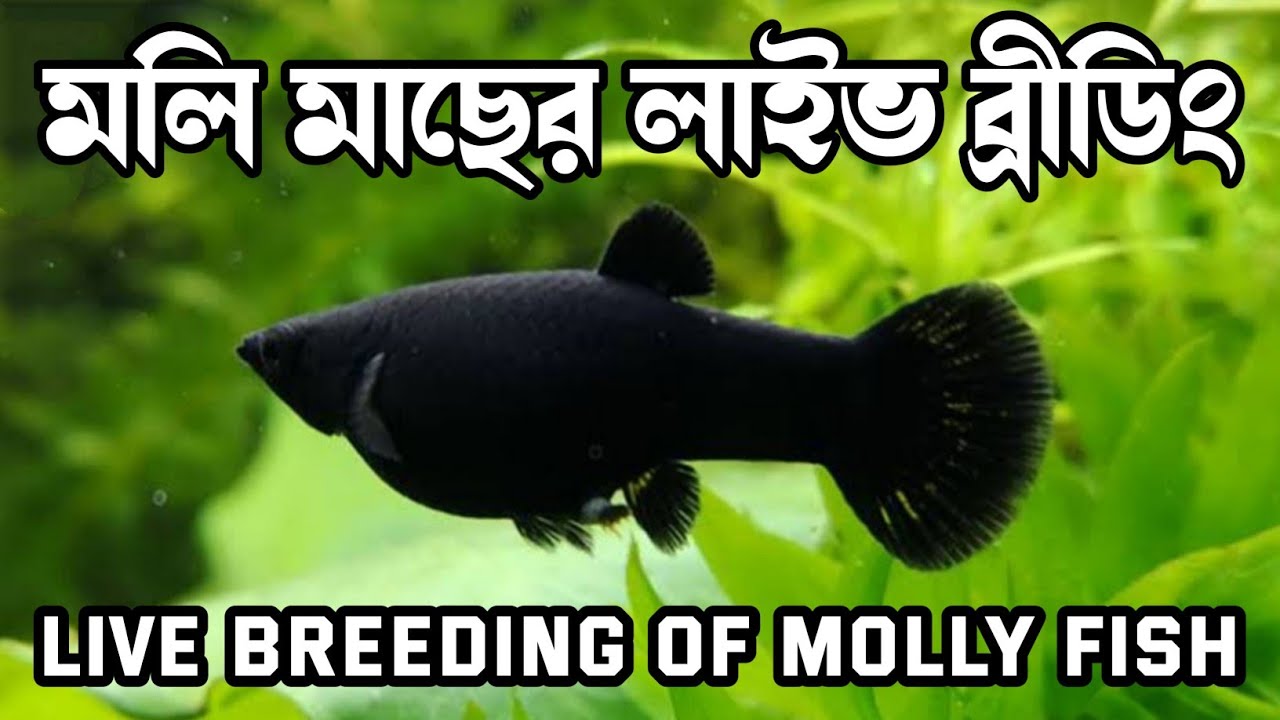 How to molly fish breeding | molly fish breeding process | molly fish breeding days