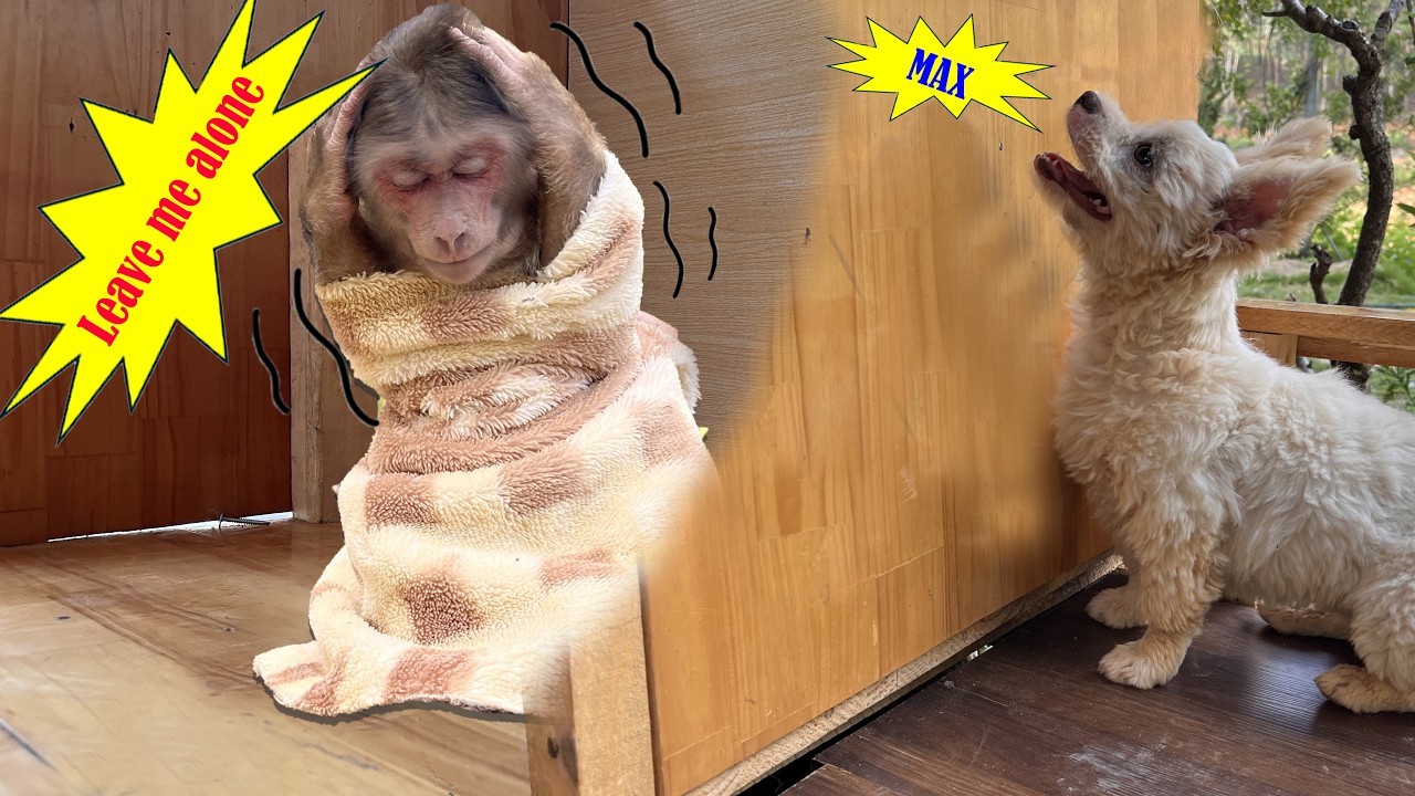 Poor monkey🙈Max shivered with cold because of Min's teasing 🥶🥶🥶