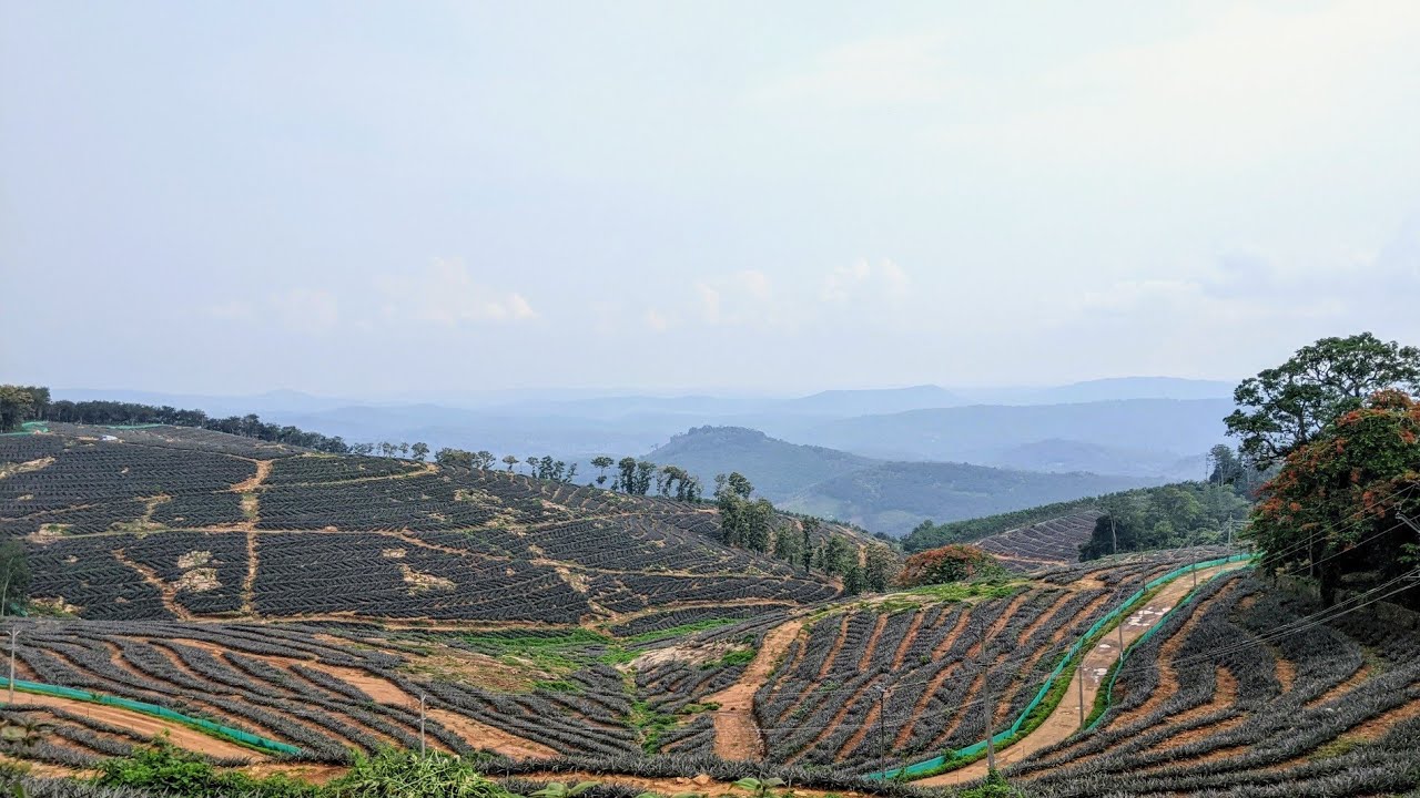 Travel memories - Kerala 2023