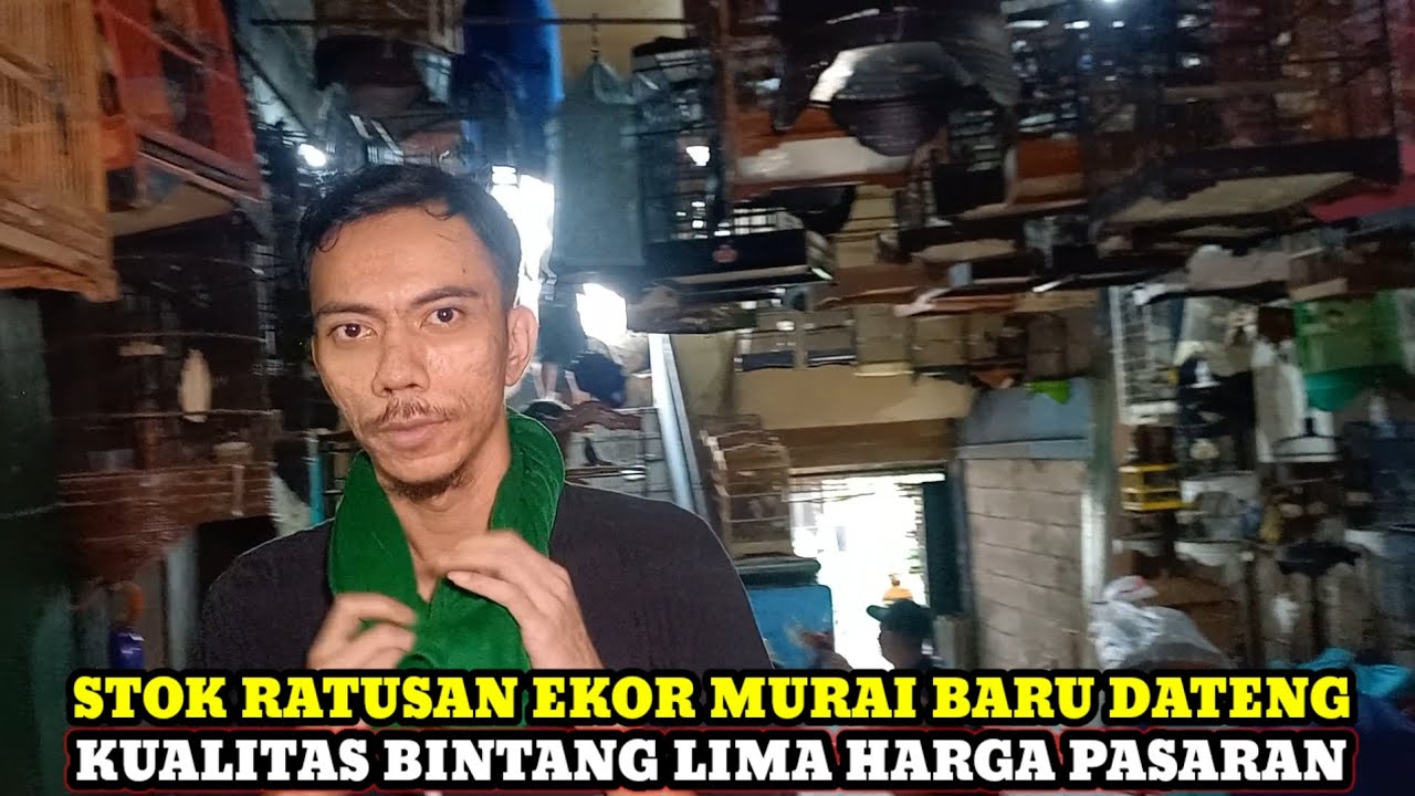 HARGA PASARAN KUALITAS BINTANG LIMA!!! HARGA BURUNG DIKIOS HAJI ABU PASAR BURUNG PRAMUKA HARI INI
