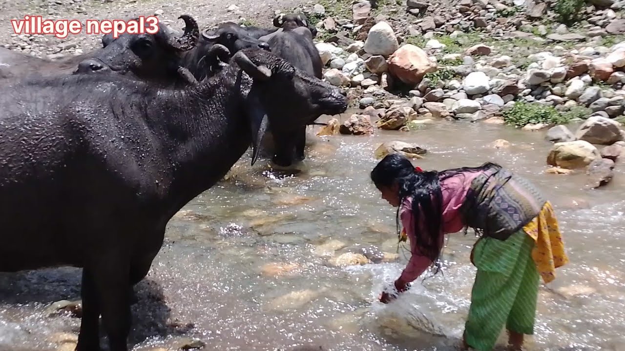 Amazing shepherd life||most people are loving their animals like kids.
