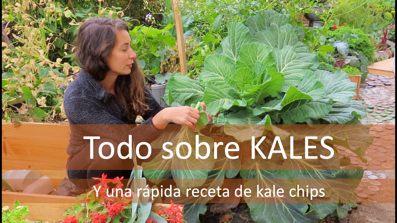 Como cultivar KALE (Variedades, tips y recetas)