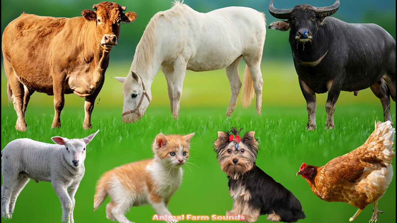 Familiar Animals: Cow, Dog, Chicken, Rabbit, Sheep, Goat, Cat, Pig – Animal Video