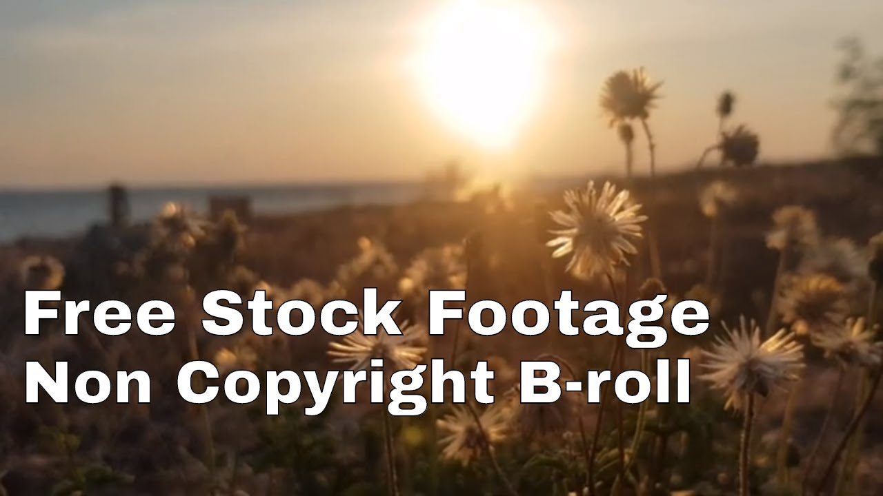 Wild Dandelion Flower Against Sunset Beach - Free To Use Stock Footage No Copyright Video Download