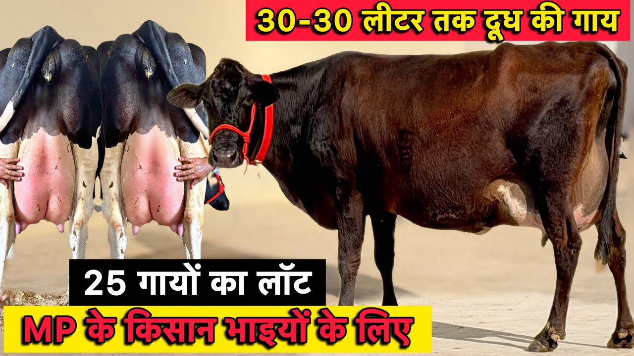 आज 52000 से दाम की शुरुआत👌30-30 लीटर तक दूध की 25 गाय बिकाऊ👌Satguru Dairy Farm PVT.LTD