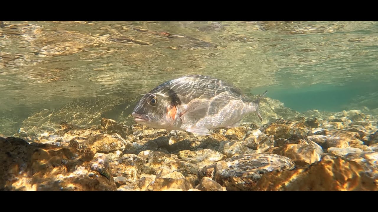 Maestral i maestralne orade - Orada - Komarča - Ribolov s obale 2022 - Fishing - Croatia - GoPro 10