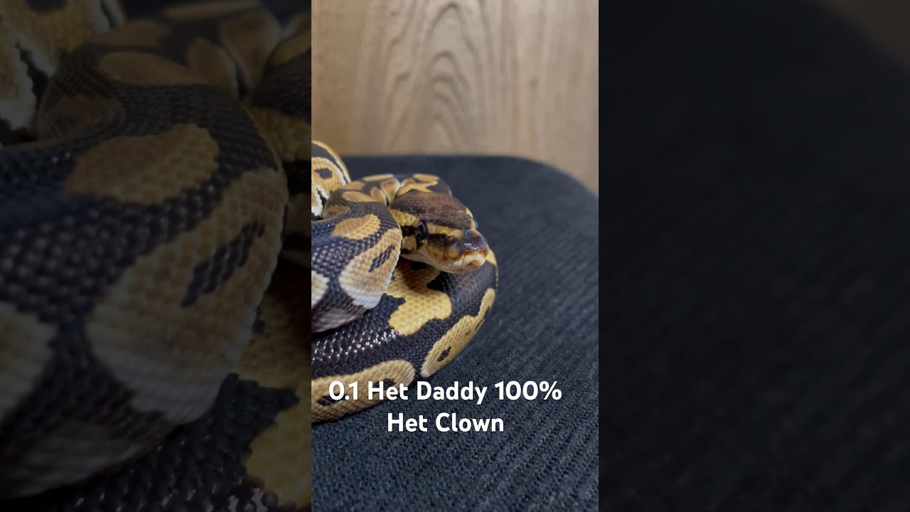 Clutch update! #python #snake #reptiles #ballpythonmorph #wildlife #cute #animal #animals