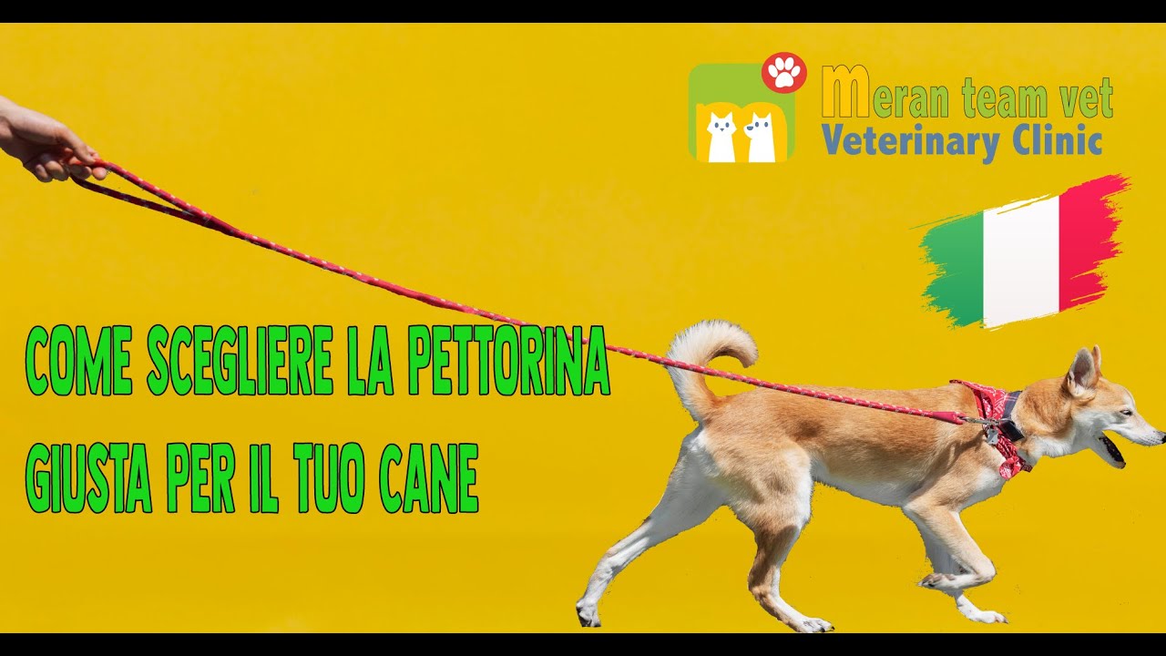14 -  Come scegliere la pettorina giusta per il tuo cane