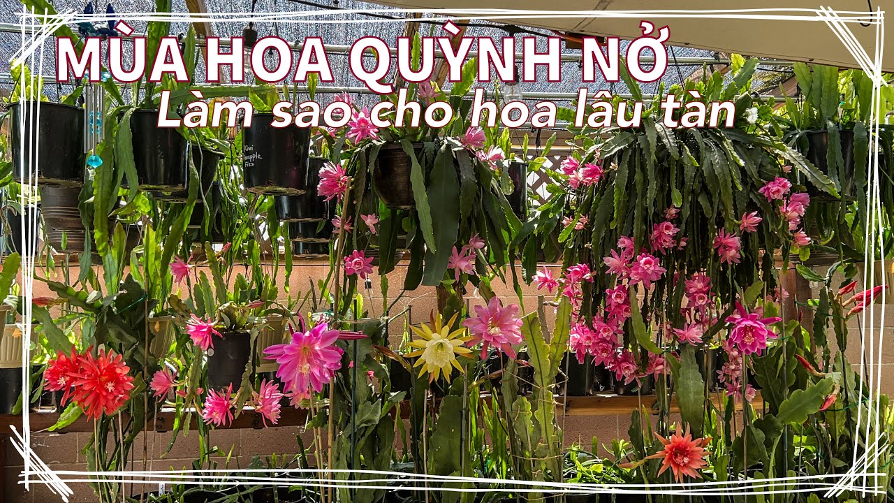 MÙA HOA QUỲNH NỞ ❤️ Làm sao cho hoa lâu tàn | EPIPHYLLUM blooming season and how to keep them longer