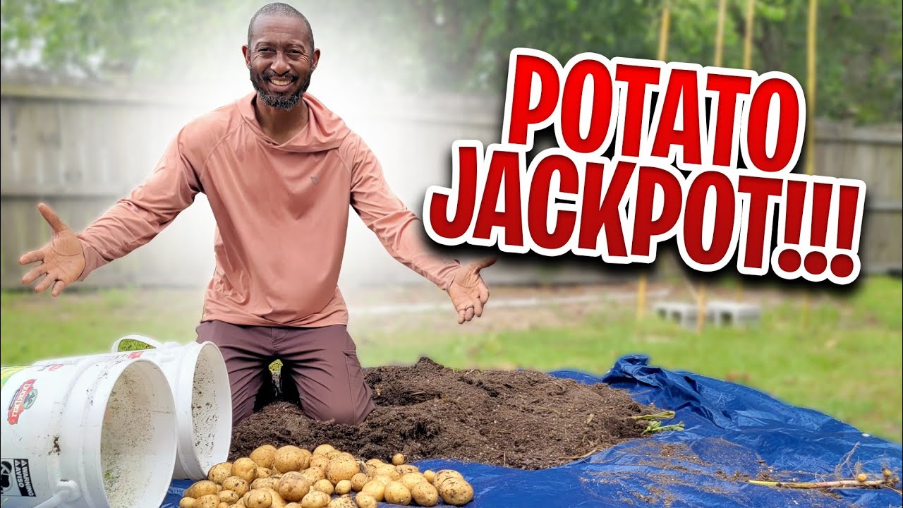 The Easiest Way to Grow Potatoes-- Harvest Time!! #potato #potatoes