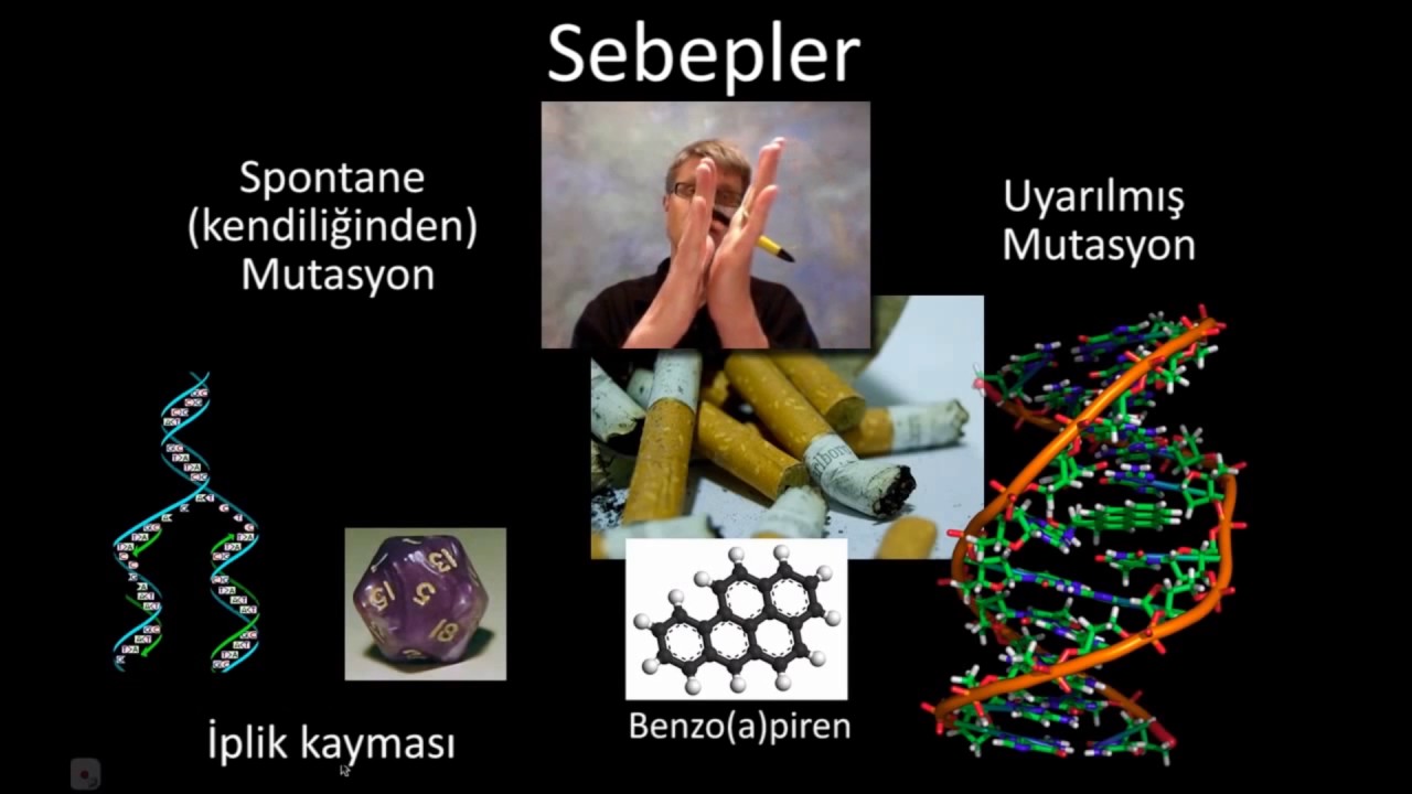 Mutasyonlar (Bozeman) (Biyoloji)