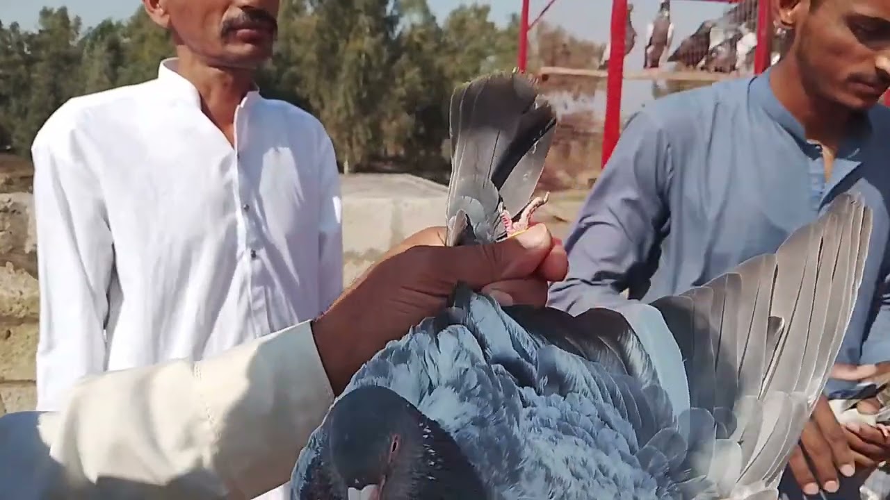 Please watch my video دوستو میری ویڈیو کو زیادہ سے زیادہ شیئر کریں thanks my all friend