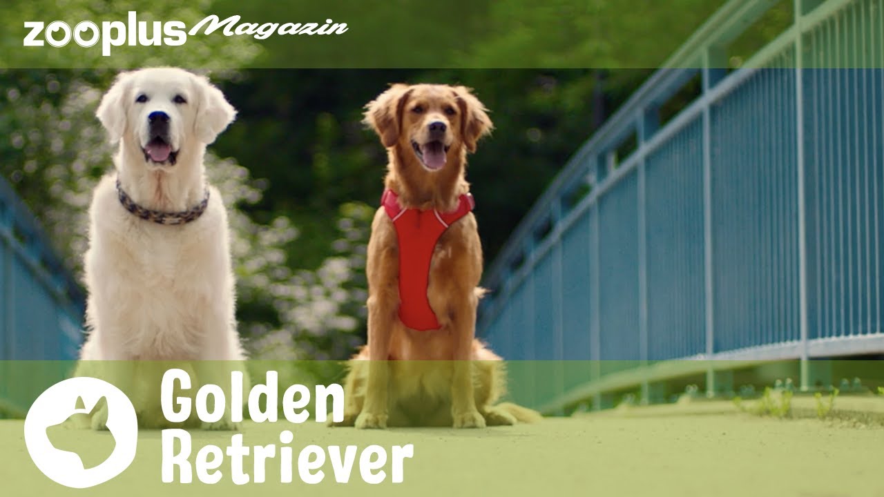 Golden Retriever: Der perfekte Familienhund?