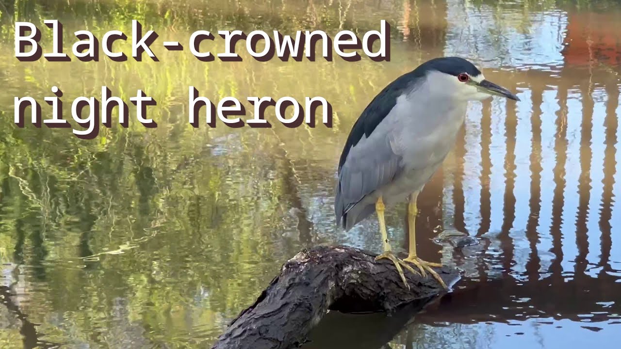 Black-Crowned Night Heron | Heather Farm Park, Walnut Creek