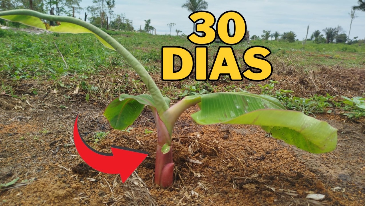 30 DIAS DEPOIS DO PLANTIO: A VERDADE SOBRE AS BANANAS BRS TERRA ANÃ