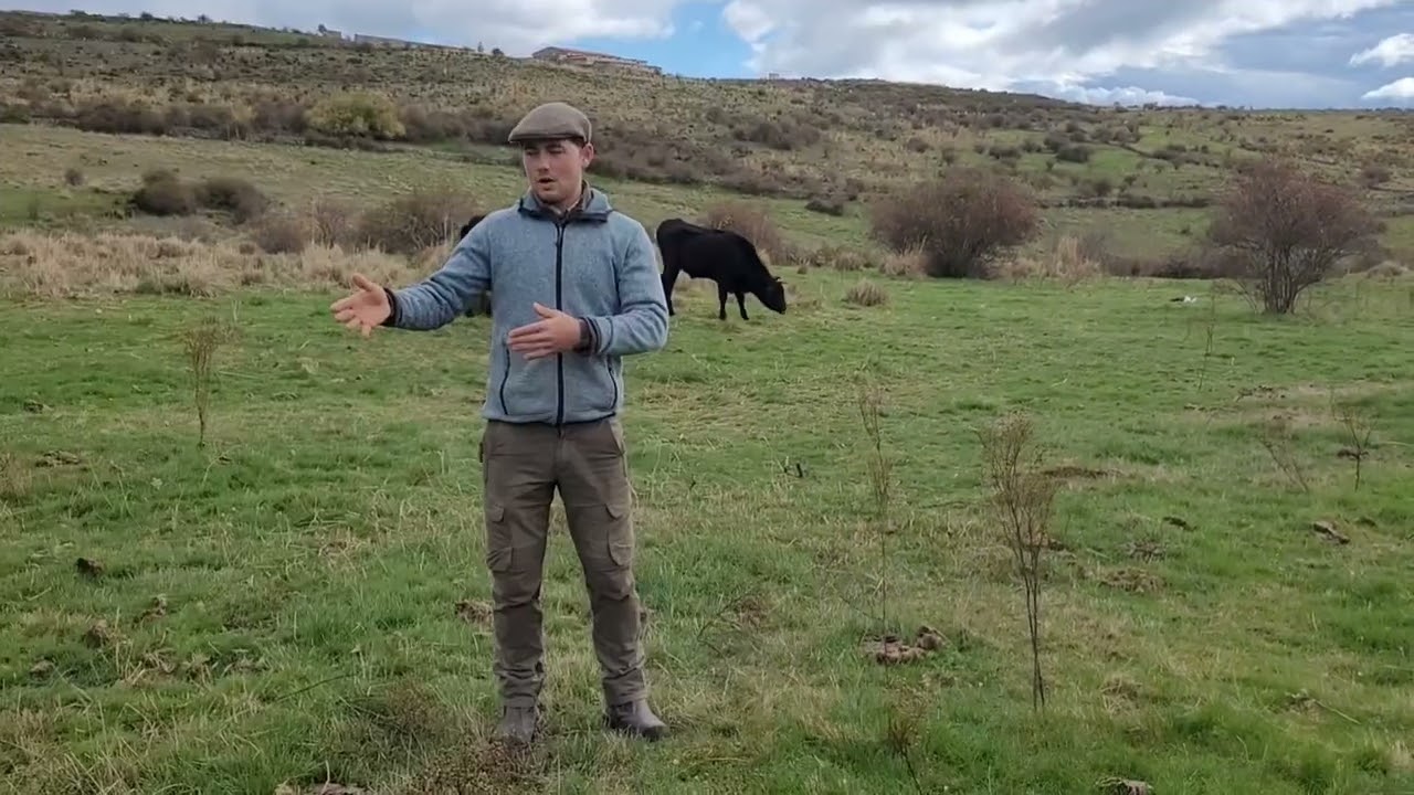 Adapting Cattle To A New Environment