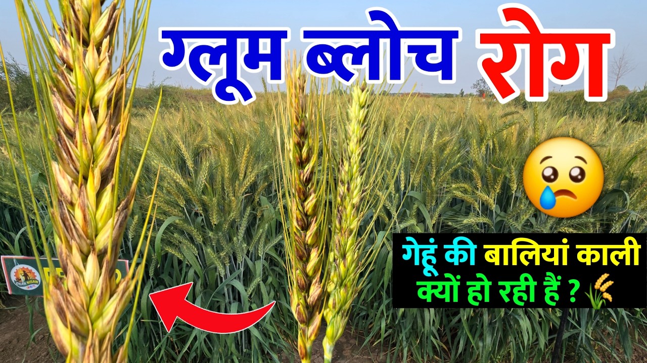 गेहूं की बालियों का रंग बैंगनी, काला क्यों हो रहा है | ग्लूम ब्लोच रोग से कितना नुकसान होगा ? 🌾🤔