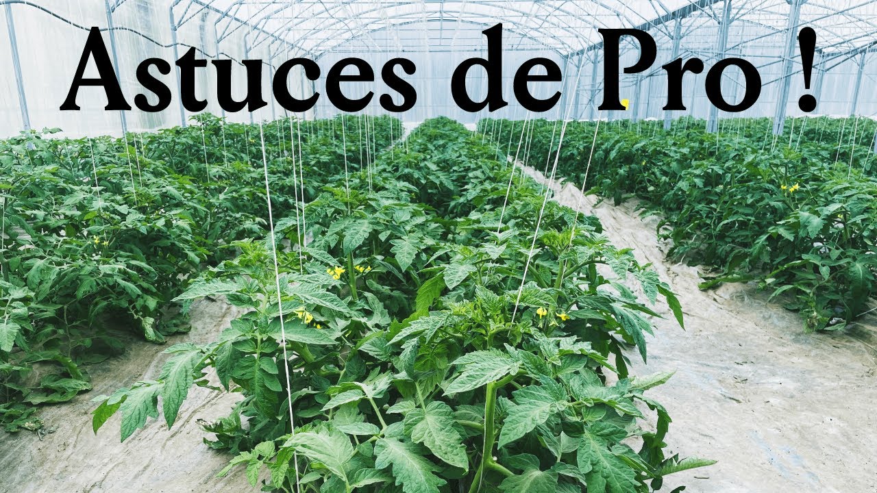 La tomate comme un pro ! Plantation & Entretien