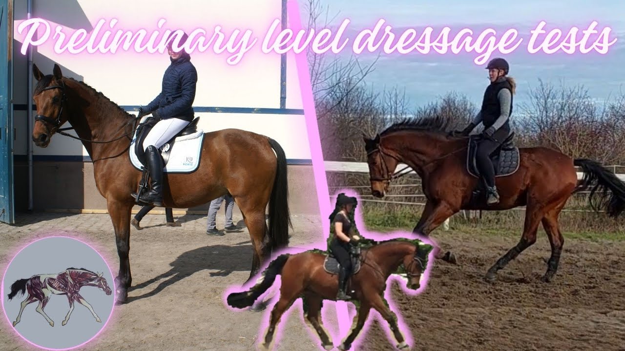 how to ride preliminary level DRESSAGE tests #equestrian