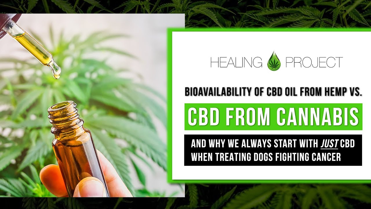 Bioavailability of Hemp CBD Oil vs Cannabis CBD Oil vs Nano CBD Powder for treating Dog Cancer