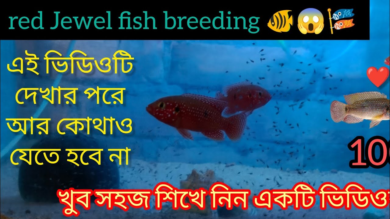 Red jewel Fish breedind 😱🎏🐠 রেড জুয়েল মাছ 🐠 Red jewel fish male Female  Fish food 😋🥝 Red jewel ...