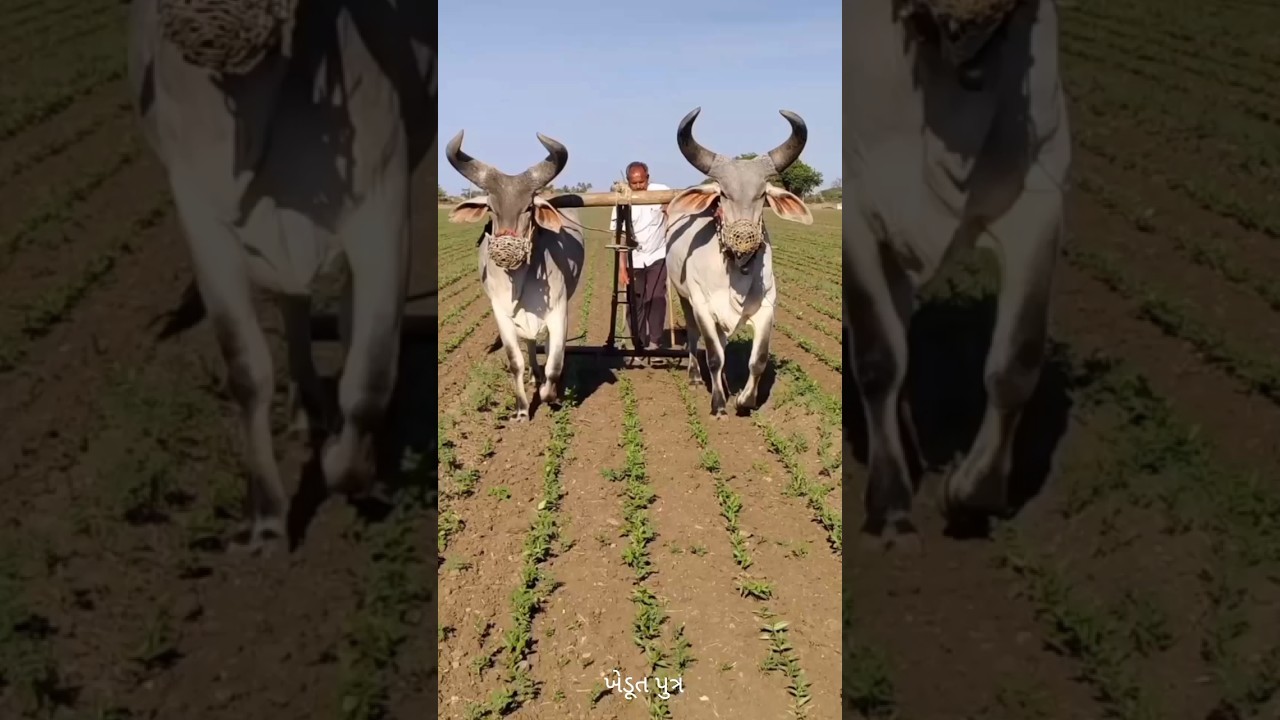 માધવ નુ રૂપ 😱 #ox #farming #trending #ytshorts #shorts .