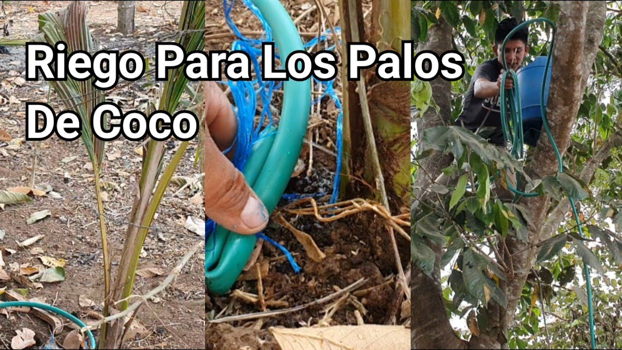 Fredy Hace Inveton De Riego Por Goteo Para Su Platas De Coco