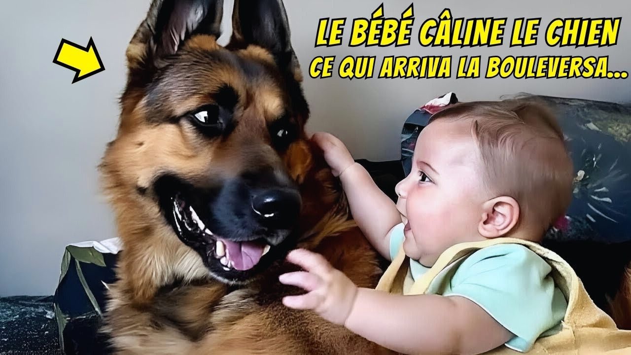 Le Bébé Voulut Câliner Le Chien : Ce Qui Arriva Ensuite Est Bouleversant !