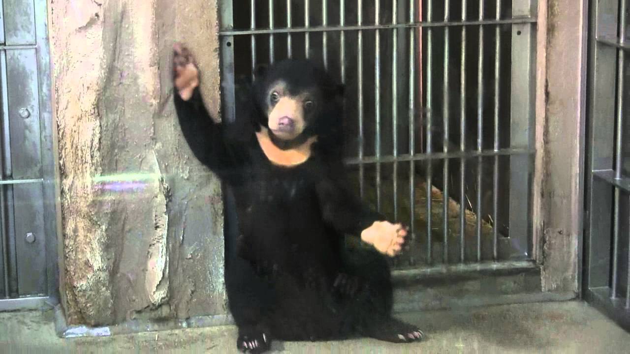 東山動物園　マレーグマの赤ちゃん　マーネ②