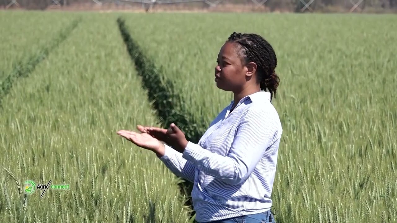 Unlocking Wheat Production in Zimbabwe | Agric Connect Zimbabwe S1