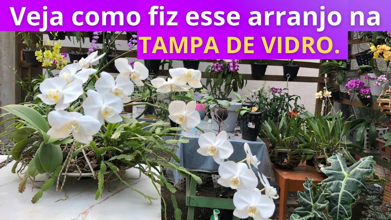 ARRANJO de Keikes de PHALAENOPSIS, com FLOR DE MAIO, na tampa de vidro.