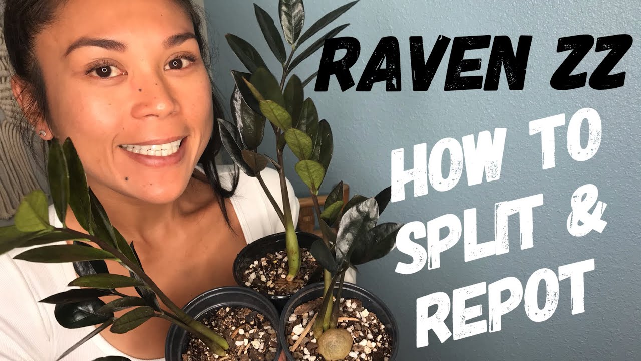 Raven ZZ | How to Split ZZ Plant | Repotting Raven ZZ | Zamioculcas Zamiifolia
