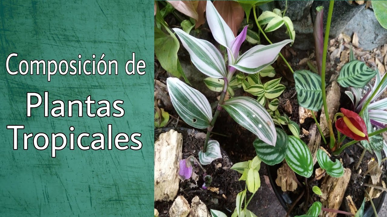Composición de plantas tropicales en una matera.