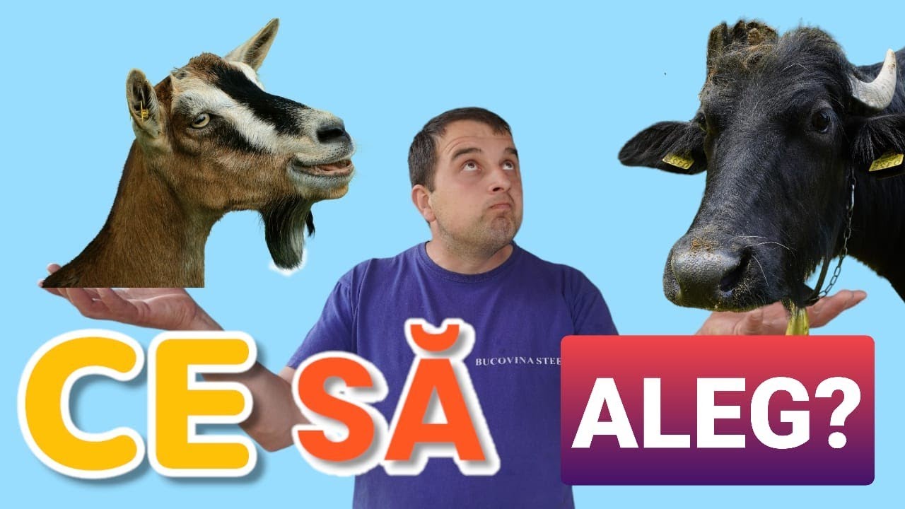 CAPRE SAU BIVOLI? #OrășeanLaȚară!