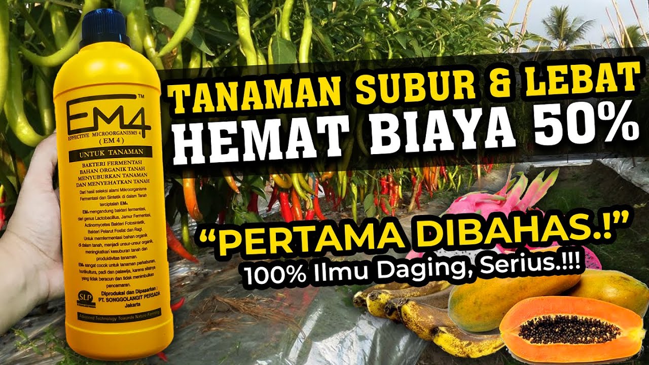 ANDAI SEMUA TAHU INI, TANAMAN SUBUR & LEBAT HEMAT BIAYA 50% | AKTIVASI DAHSYAT EM4 | Pupuk Organik