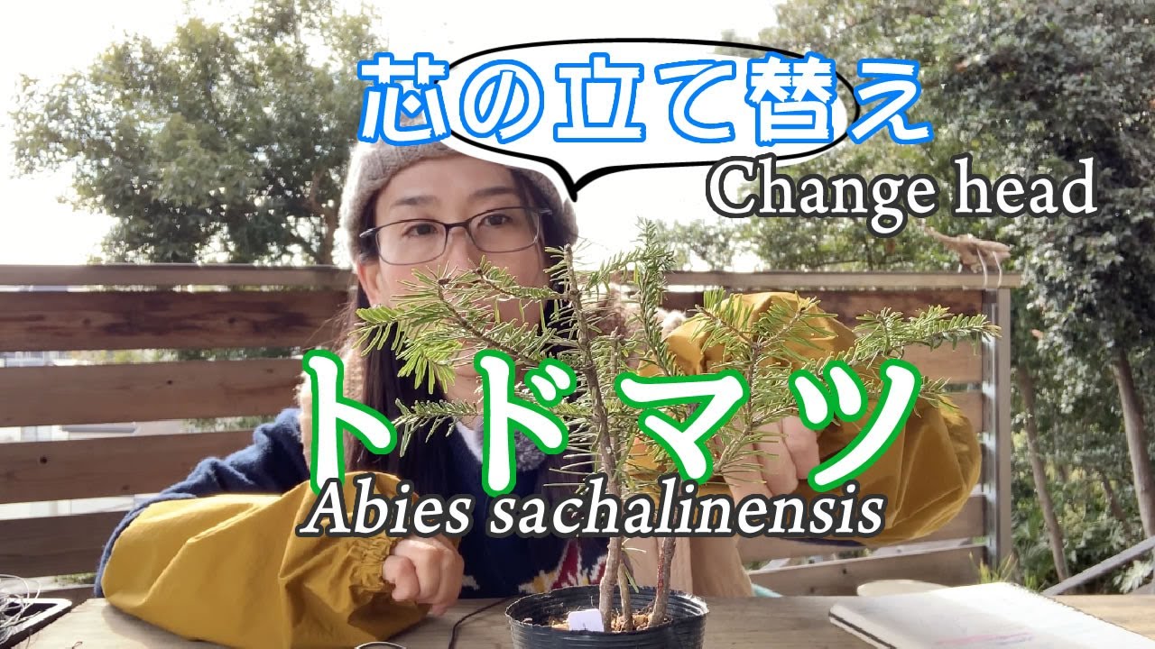 【トドマツ】大きくしたくないので芯を立て替えて寄せ植えにしました／The small Abies sachalinensis begins by rebuilding the core.
