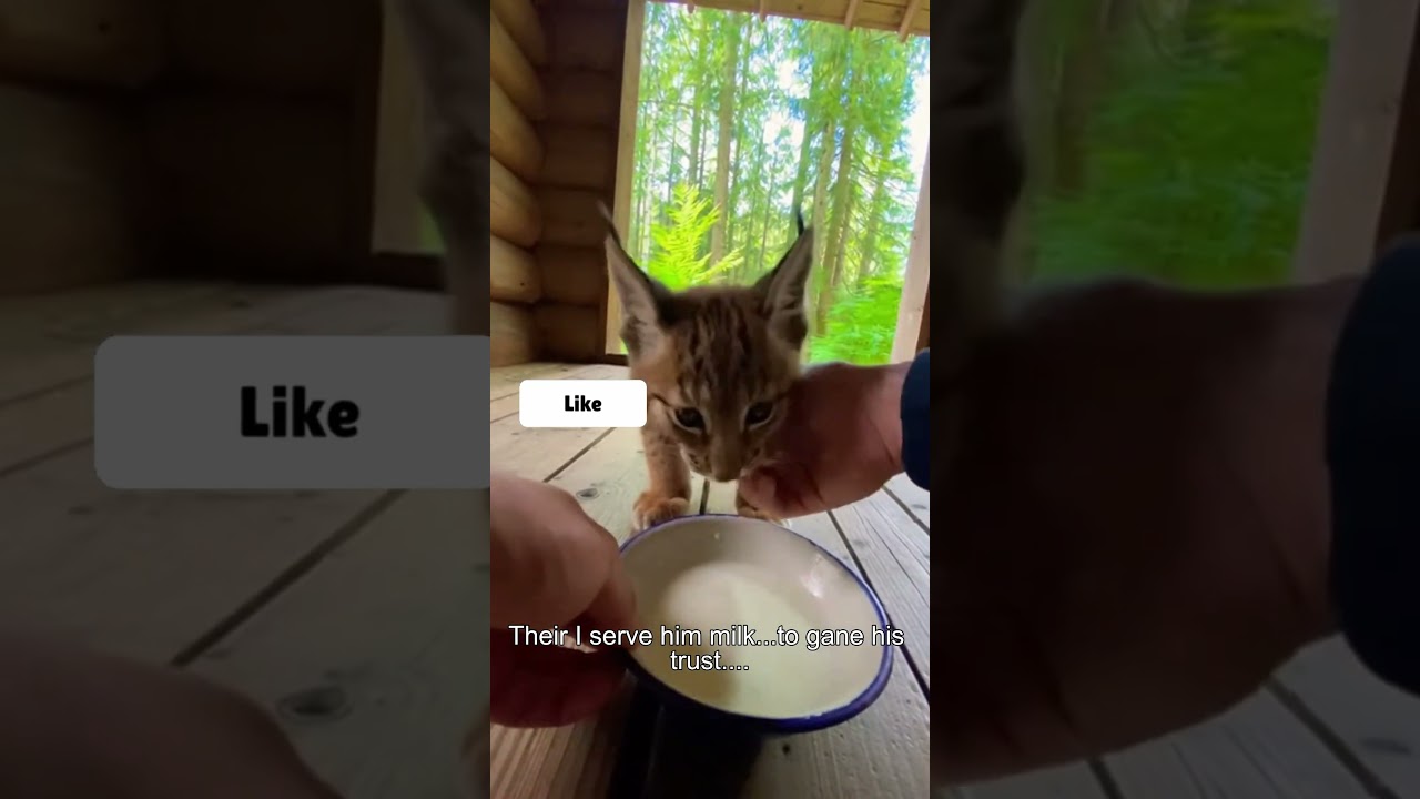 I Rescued A Baby Lynx and Then This Happened... #lynx #rescue #cubs #shorts
