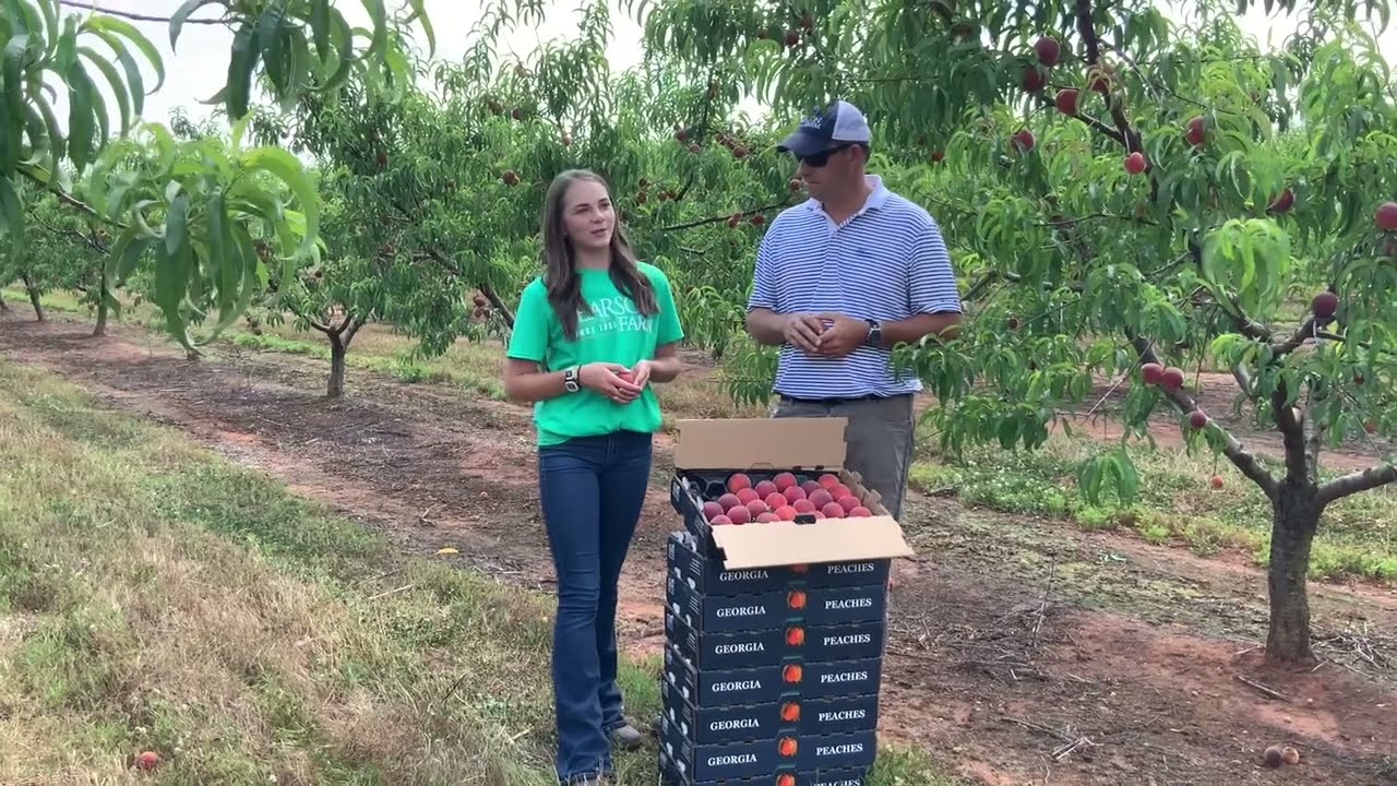 Tree Talk:  Episode 4:5 Summer of Peaches