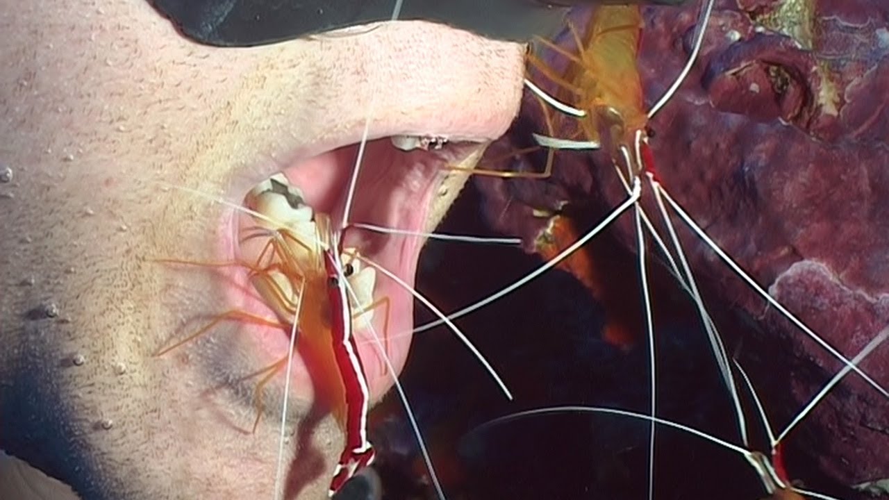 Shrimps and Cleaners - Reef Life of the Andaman - Part 21