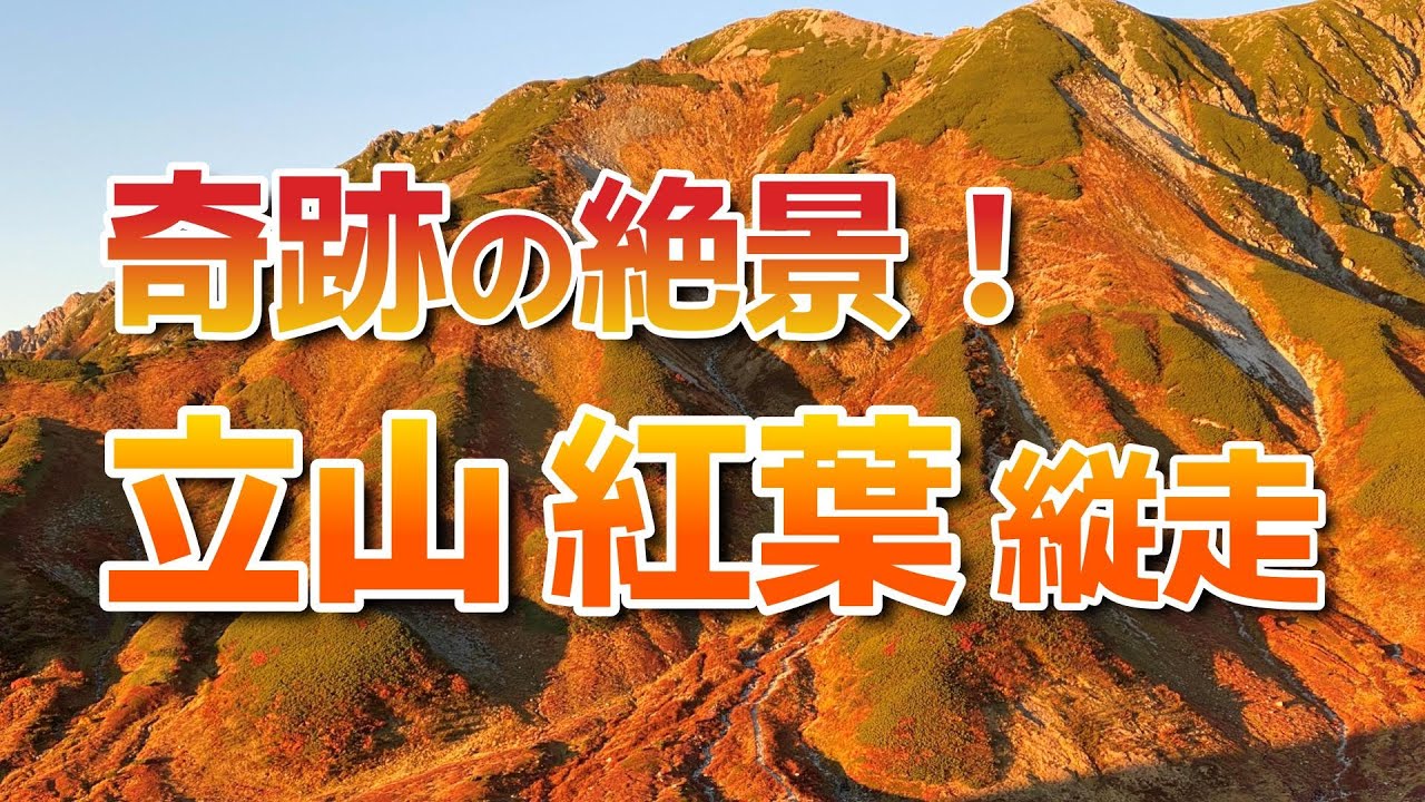【立山紅葉縦走】奇跡の絶景｜3000m峰の稜線歩きと雷鳥沢の黄金絨毯｜登山初心者〜観光客向けルート解説
