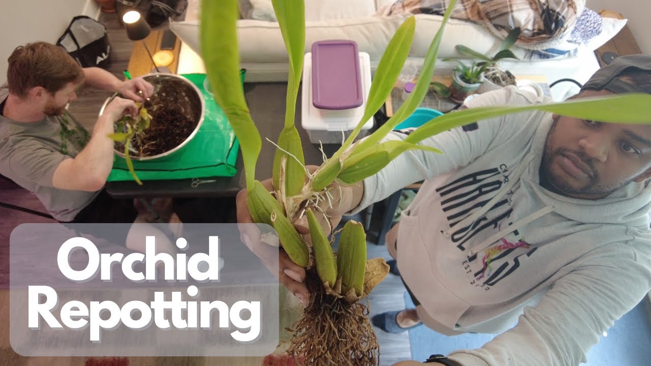 Orchid Repotting | Over 30 New & Old Orchids