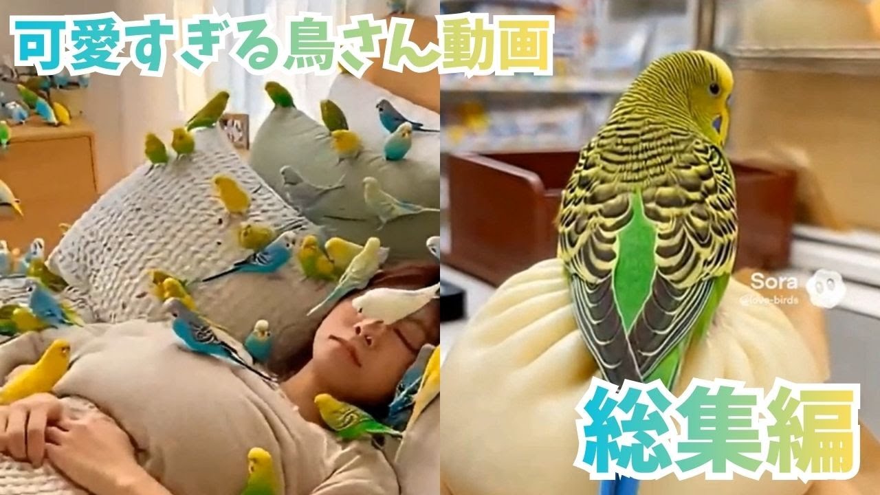 【総集編】鳥の可愛いを詰め込んだ動画（ショート動画12月まとめ）