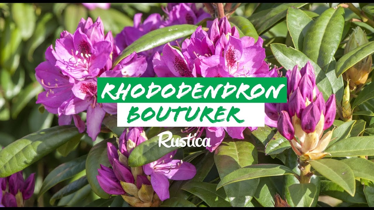 Comment bouturer le rhododendron