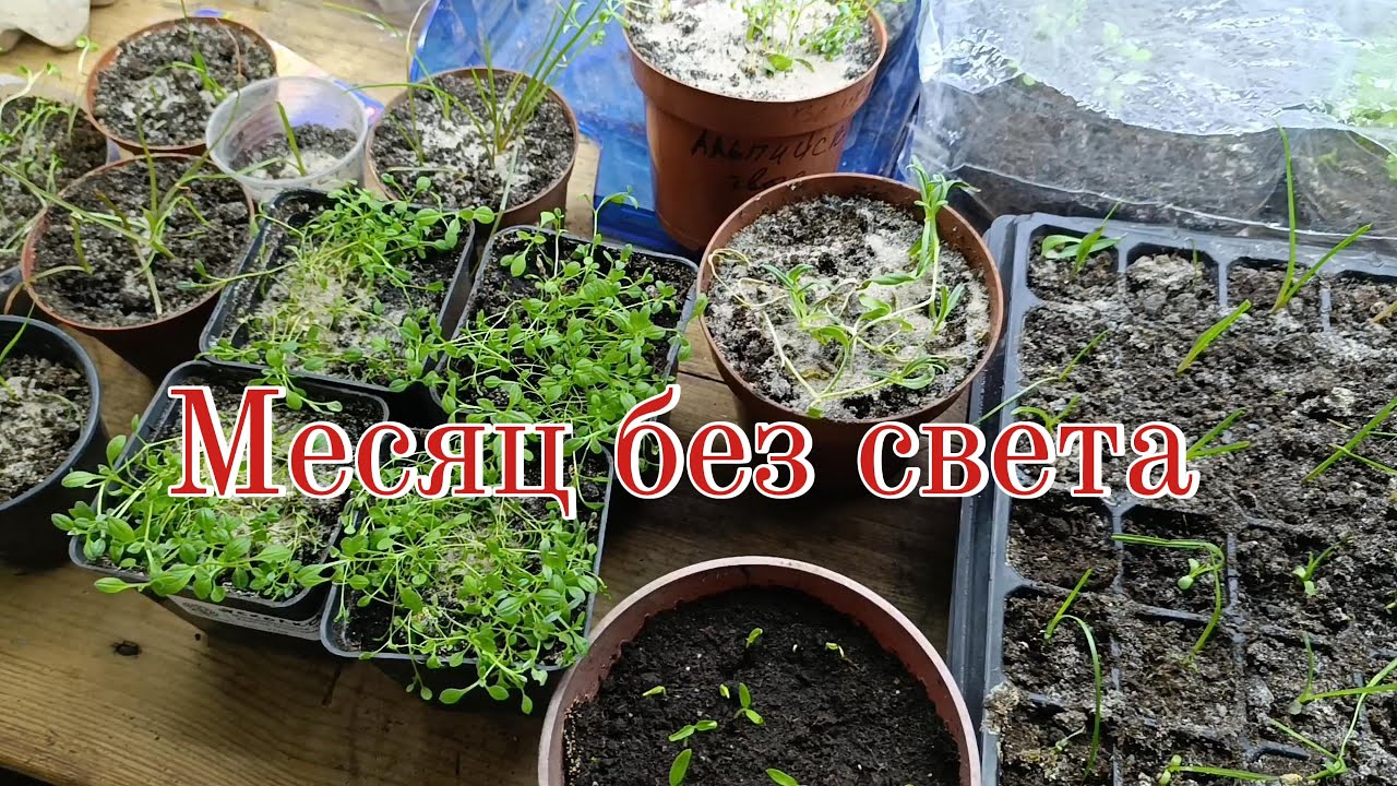 №6 Почти месяц РАССАДА цветов БЕЗ СВЕТА. Какие цветы еще держатся, а какие уже НА ГРАНИ ГИБЕЛИ.