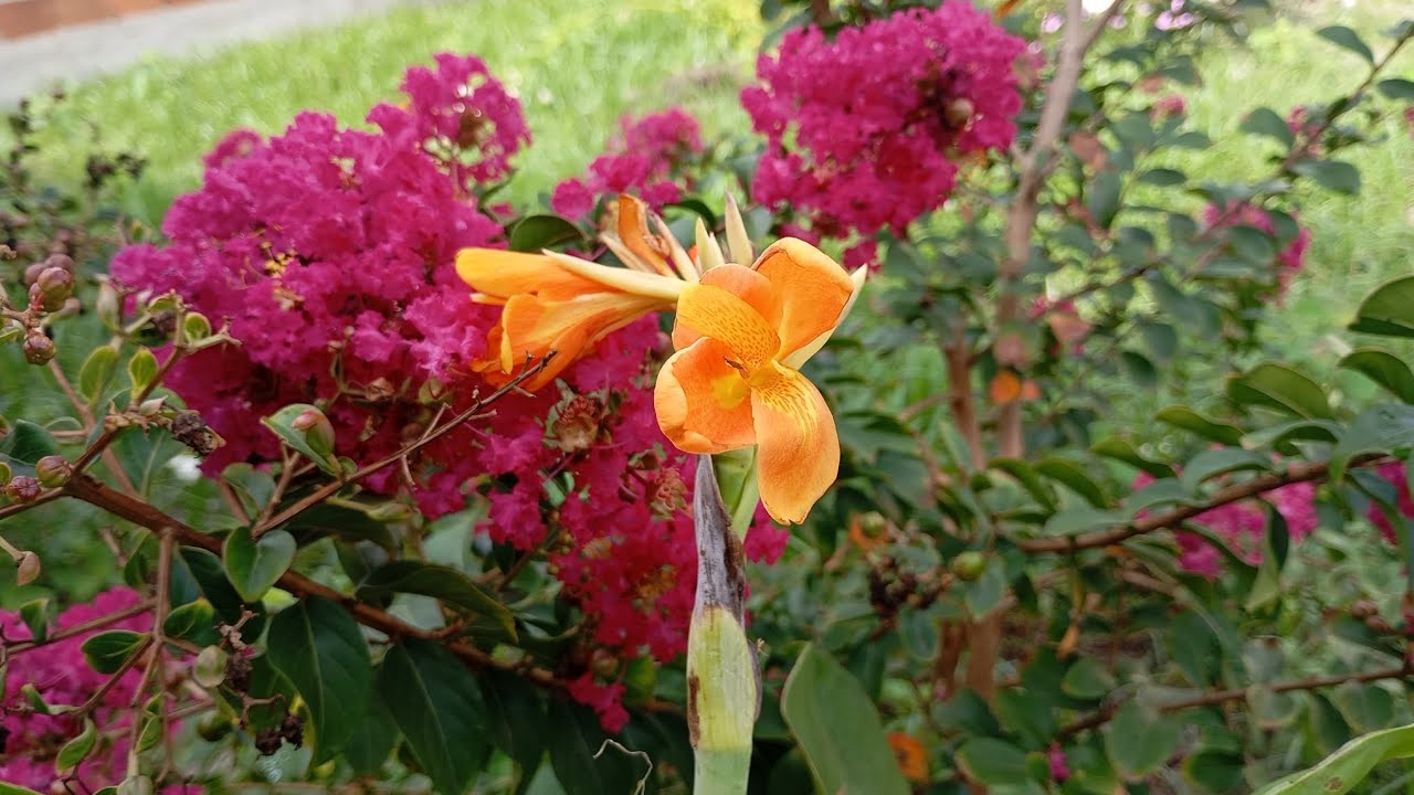 Plantas lindas,replante 🌺 flores que Gostam de Sol forte,Espécies Para Cultivar no Jardim#plants