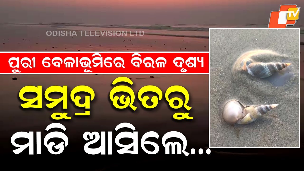 Rare Marine Phenomenon: Thousands of Live Shells Spotted on Puri Beach