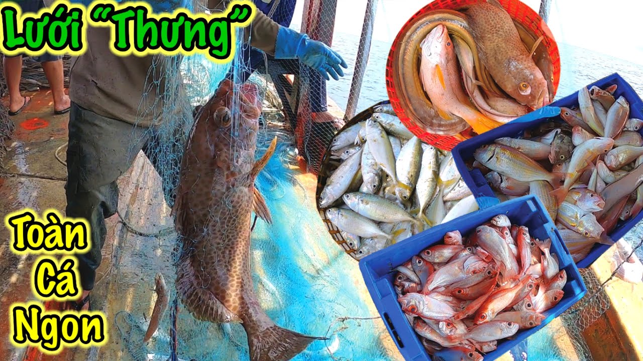 Lưới Thưng Xa Bờ 1 | Đánh Bắt Toàn Những Loại Cá Tươi Ngon | Sơn Phú Quốc